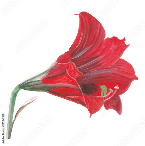 Hippeastrum red flower Winter gouache illustration Hand painted and hand drawn clipart Original painting