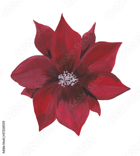 Red poinsettia flower Winter gouache illustration Hand painted and hand drawn clipart Original painting