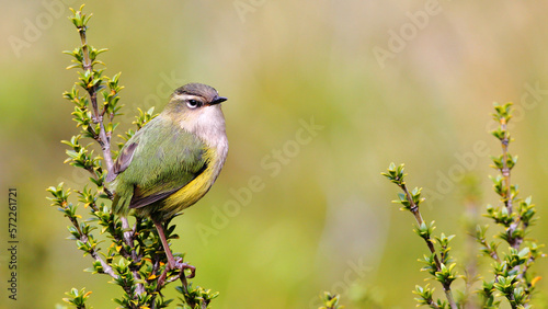 The New Zealand Rock Wren or Pīwauwau (Xenicus gilviventris) is a rare and endangered bird species (endemic to the Southern Alps, South Island, New Zealand).