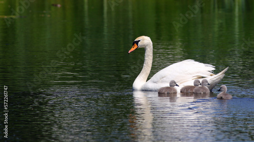 An elegant mute swan (Cygnus olor) with cygnets in Wageningen, Netherlands