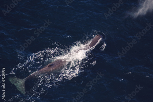 An aerial view of a swimming Sperm whale  Physeter macrocephalus  in Kaik  ura  New Zealand
