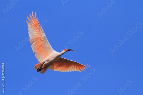 The crested ibis (Nipponia nippon), in Shaanxi Province, China; blue sky background