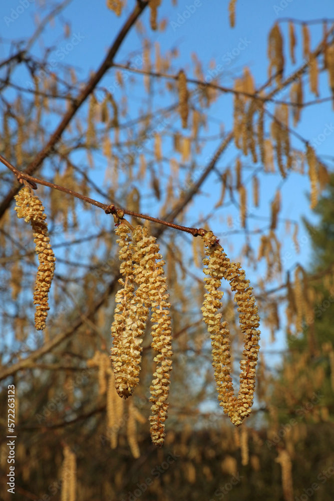 Closeup of sunlit Catkins, Derbyshire England
Closeup of sunlit Catkins, Derbyshire England
