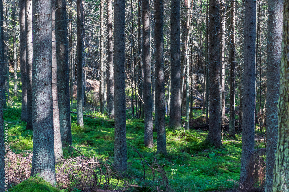 Naklejka premium footpath in the woods