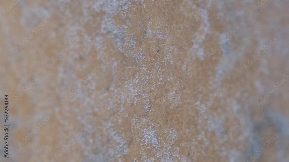 Macro video of fungus and mold on furniture. Fungal mold is growing on
