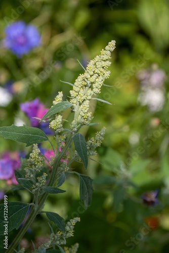 chenopodium album plant also known as white goosefoot with colourful wildflowers blurred in the background photo