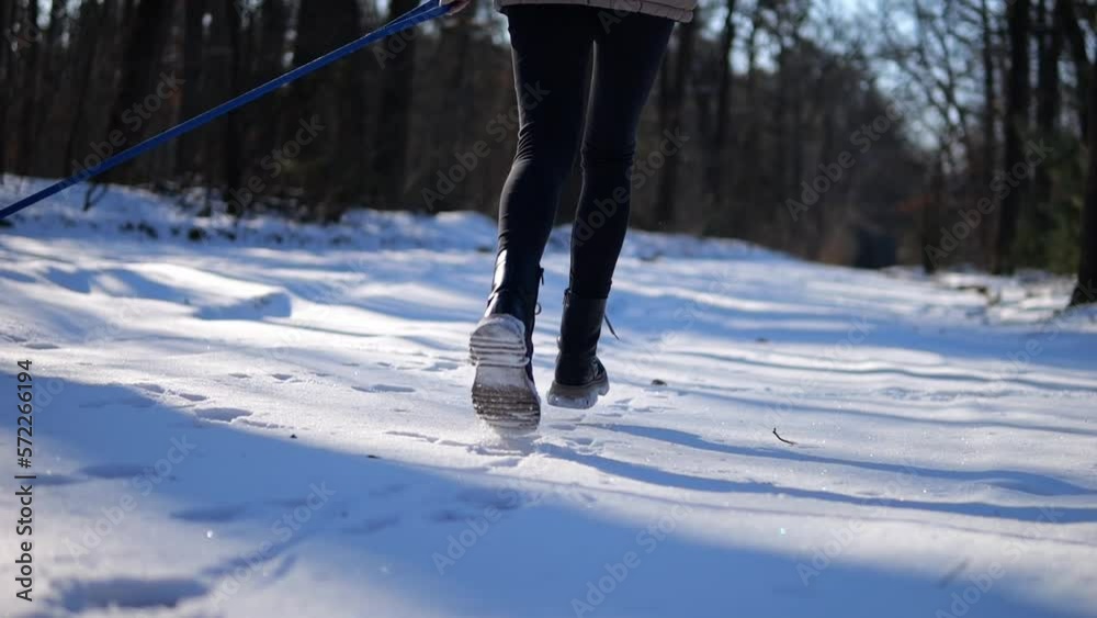 A walk with a dog in the forest. Resting with a pet in the fresh air. To be healthy and happy. In sunny winter weather, run in nature with a Jack Russell dog in nature. A walk with a dog in the forest. Resting with a pet in the fresh air. To be healthy and happy. In sunny winter weather, run in nature with a Jack Russell dog in nature.