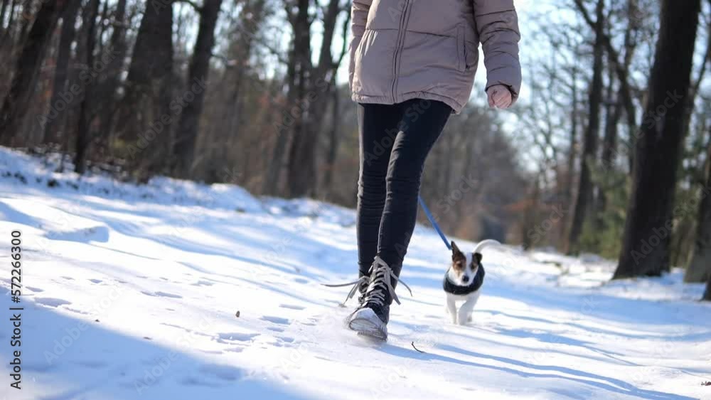 A walk with a dog in the forest. Resting with a pet in the fresh air. To be healthy and happy. In sunny winter weather, run in nature with a Jack Russell dog in nature. A walk with a dog in the forest. Resting with a pet in the fresh air. To be healthy and happy. In sunny winter weather, run in nature with a Jack Russell dog in nature.