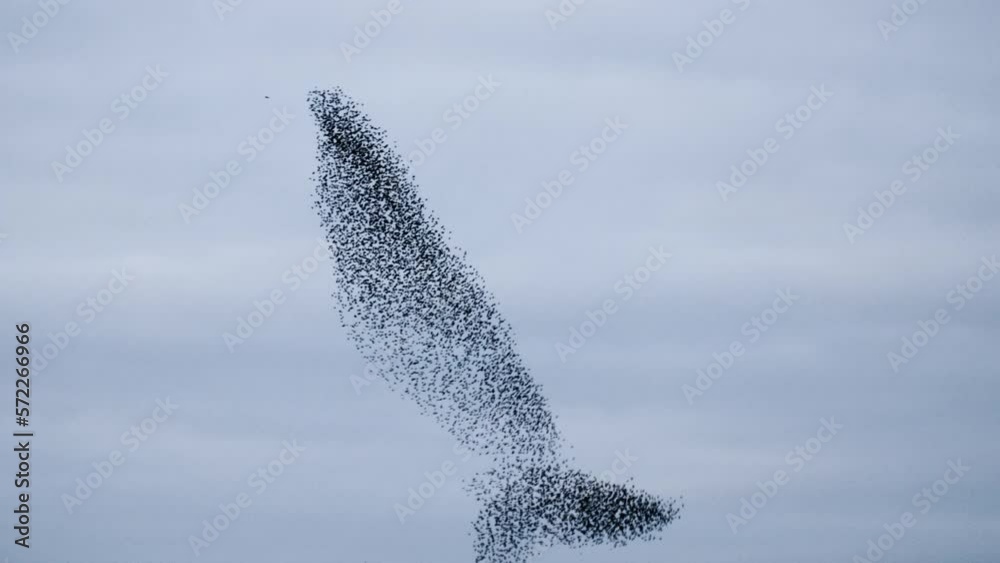 Starling birds murmuration in an overcast sky at the end of the day. Huge groups of starlings in the sky that move in shape-shifting clouds before landing in the trees for the night.