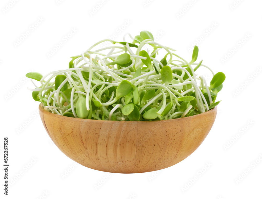 green young sunflower sprout (seeding) plant in wood bowl isolated on transparent png green young sunflower sprout (seeding) plant in wood bowl isolated on transparent png