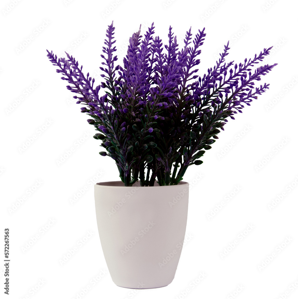 Artificial lavender flowers isolated on white background. copy space