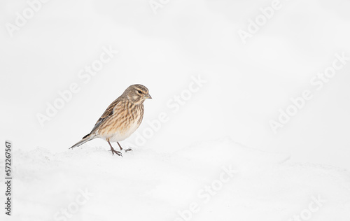 Common linnet female on snow (Linaria cannabina)