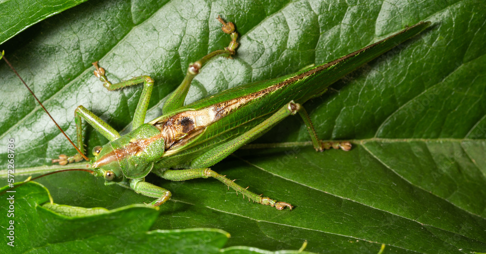 Obraz premium Green grasshopper on a leaf in close-up. Tettigonia viridissima, a large insect that lives in a meadow.