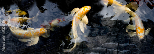 Canvas Print White and Yellow Yamabuki Hariwake Butterfly Koi fishes swimming in a beautiful style at carp fish pond