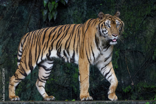 Close up Indochinese tiger is beautiful animal and dangerous in forest