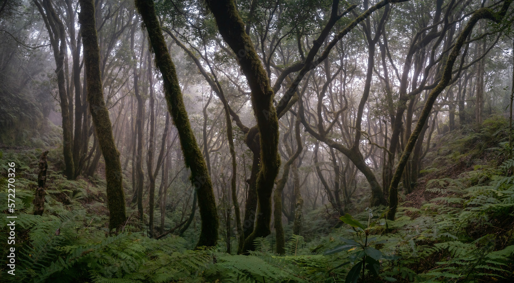 Dark and Dense: A Misty Jungle Panorama