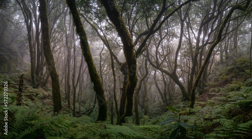 Dark and Dense: A Misty Jungle Panorama
