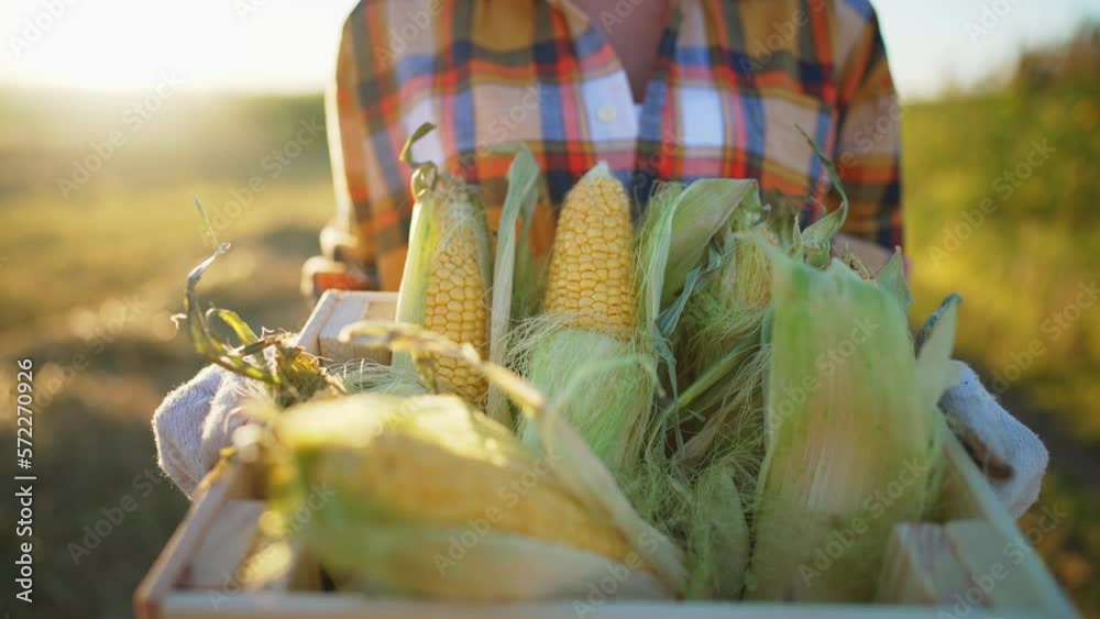 Close up in hands of farmer carries basket with fresh harvest of corn cobs with leaves and peel. Agronomist walks through field in sunshine. Agribusiness and agricultural food industry. Harvesting.