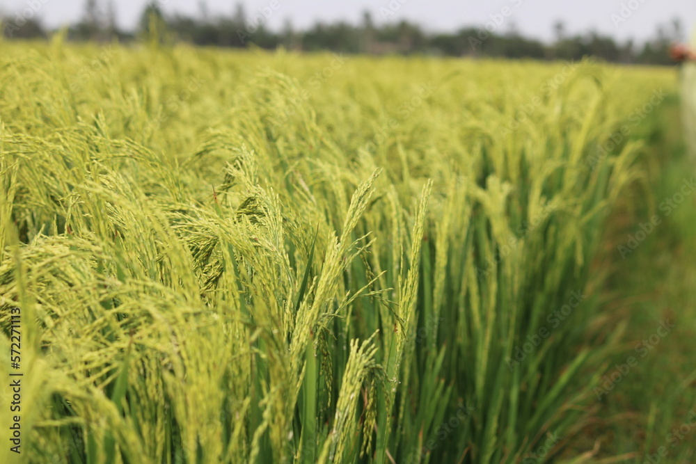 Fototapeta premium green wheat field in summer