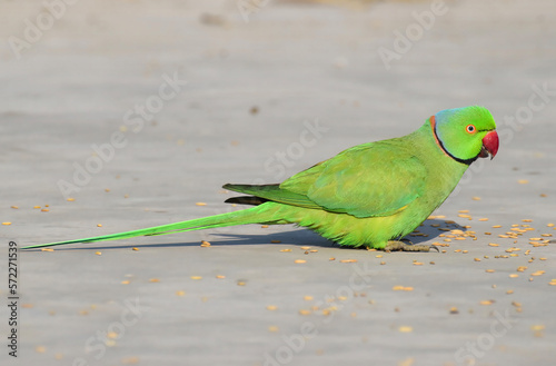 A Beautiful Bird Captivating Rose-Ringed Parakeet in Full Plumage, Green Parrot, Beautiful Parrot, Cute Parrot with Green Feathers and Red Beak photo