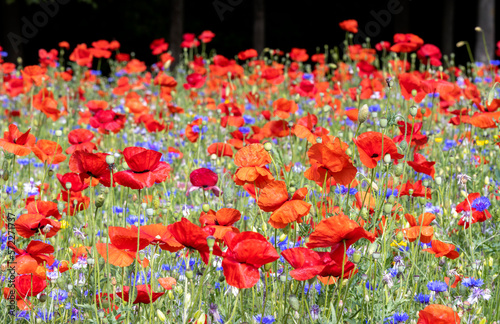 Photography Poppy field, selective focus on front wild poppies and wildflowers growing in meadow during summer