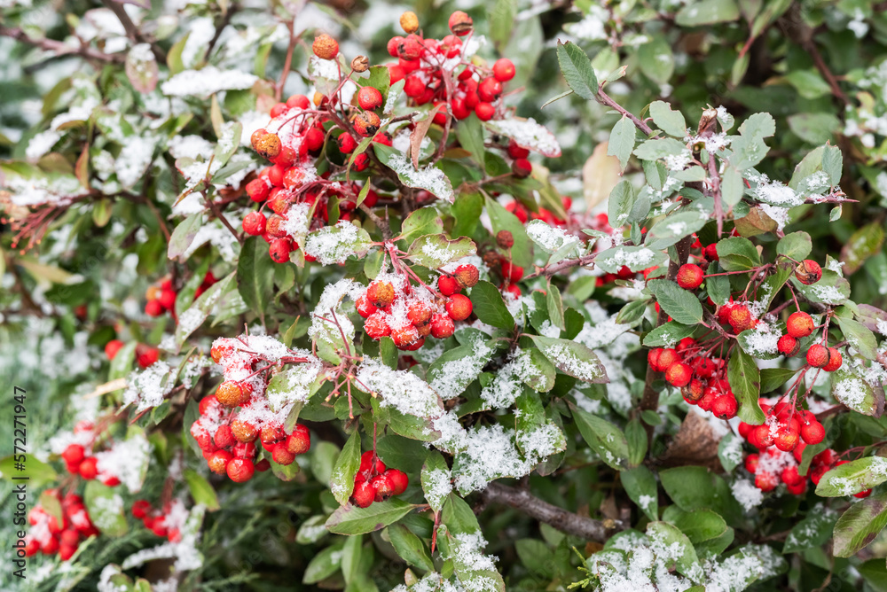 Blurred image of branches with berries and green leaves covered with snow.