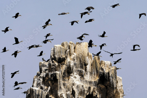 Vol de cormorans