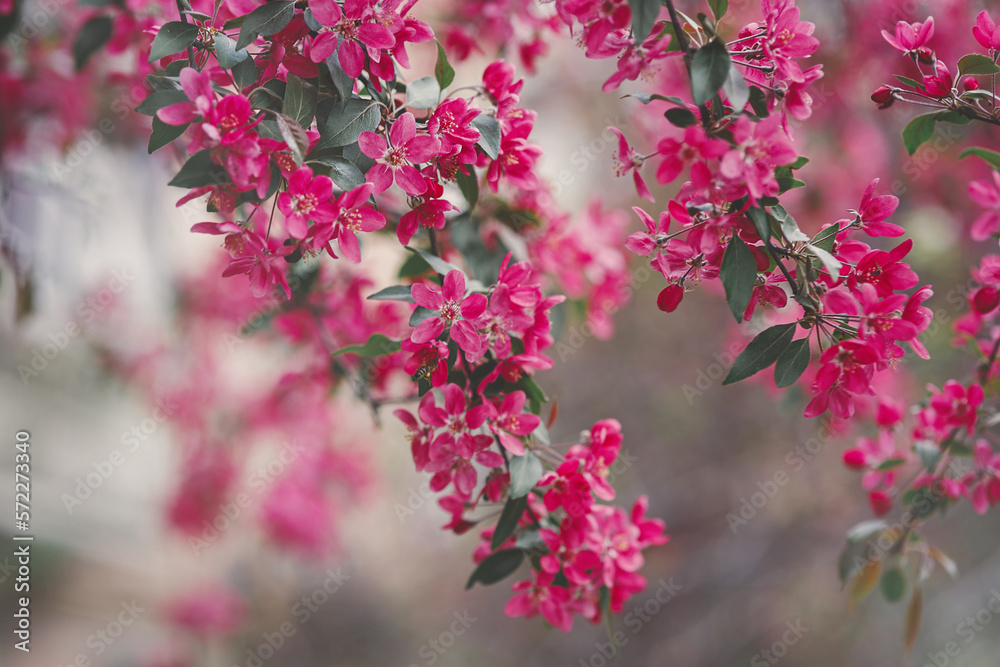 Blossoming pink branches with flowers of apple tree in soft focus, blurred background as copy space, colorful texture, beauty and brightness of nature in spring,floral outdoor seasonal wallpaper Blossoming pink branches with flowers of apple tree in soft focus, blurred background as copy space, colorful texture, beauty and brightness of nature in spring,floral outdoor seasonal wallpaper