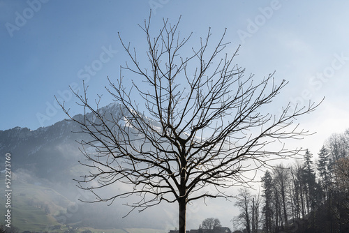 Kahler Baum mit Buochserhorn im Hintergrund, Stans, Schweiz photo
