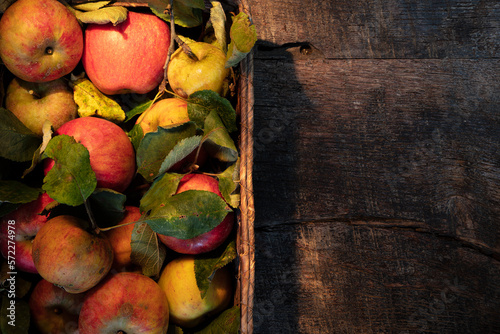 A full basket of freshly picked colorful apples in a basket on a wooden table with text free space