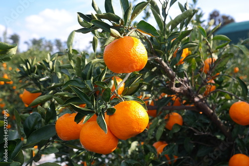 Tangerines are growing on the tangerine tree