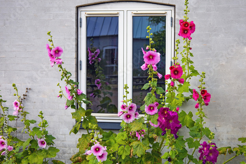 Beautiful colourful hollyhocks Alcea rose flower bloom at the window of the village house.  © Natalia