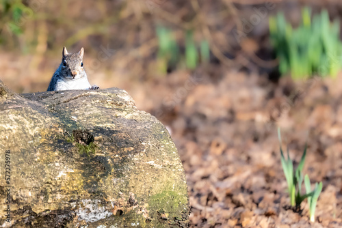 Grey Squirrel (Sciurus carolinensis) hiding behind a rock. photo