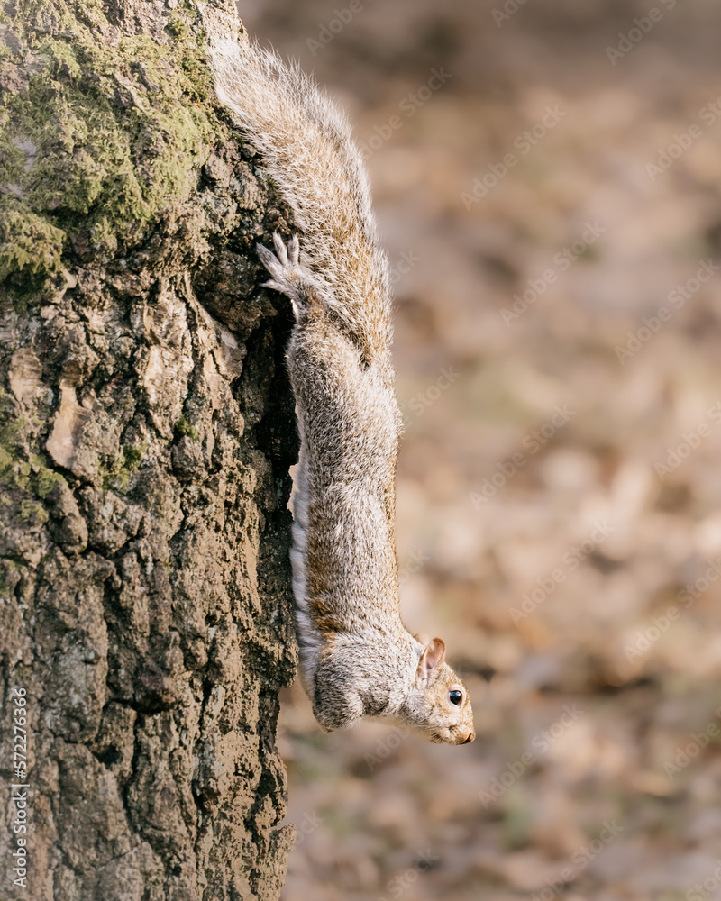 Obraz premium Grey Squirrel (Sciurus carolinensis) on a tree trunk in Golden Acre Park, Leeds.