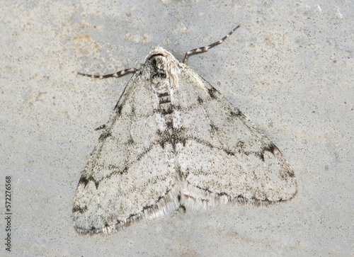 Small Phigalia Moth (Phigalia strigataria) male, displaying camouflage on a section of concrete in Houston, TX. Found in the Eastern USA states. photo