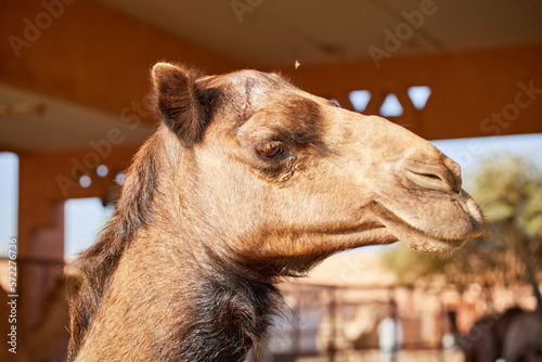 A portrait of a camel in the UAE camel market in Al Ain