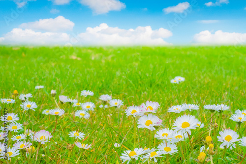 草原と青空と白い花