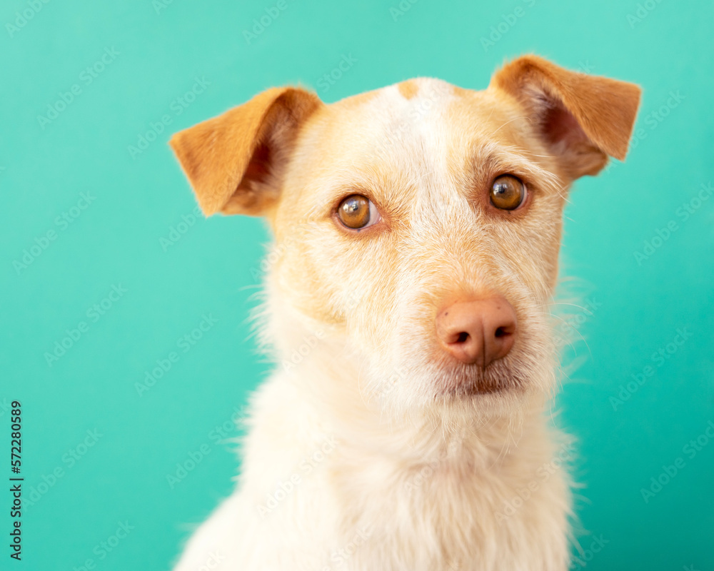 Portrait of a podenco breed dog on a blue background. dog looking sideways	