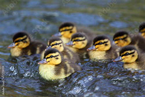 A group of cute Mallard (Anas platyrhynchos) ducklings in the Water of Leith, Dunedin, New Zealand, with blurred water background