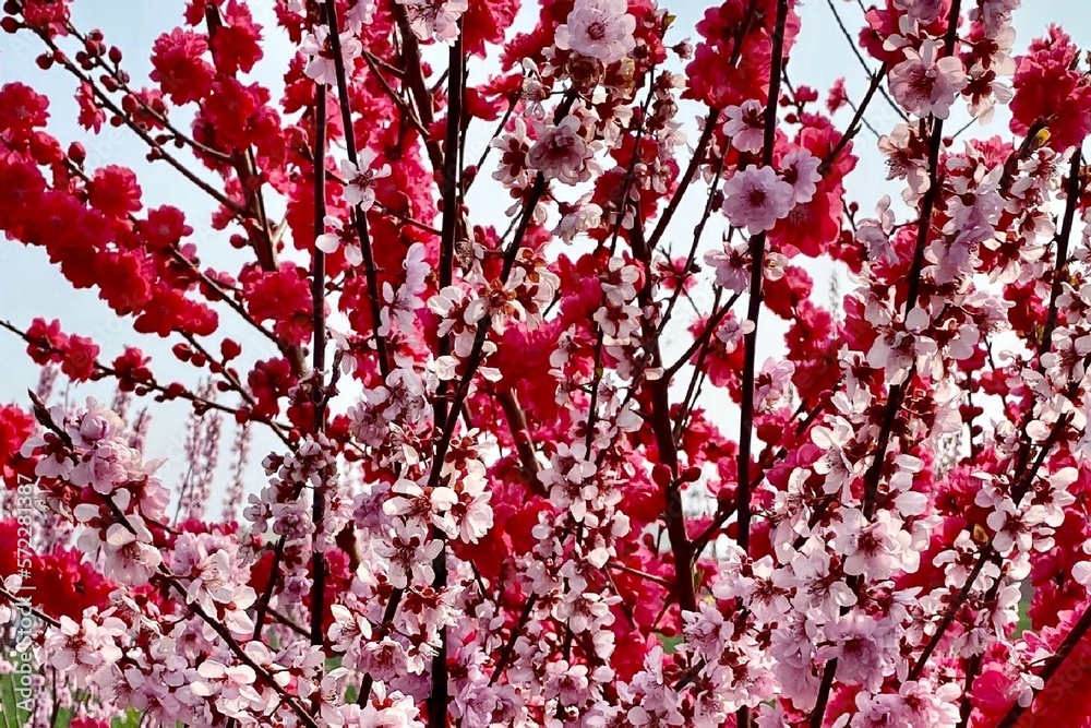 Beautiful peach flowers on branches Beautiful peach flowers on branches