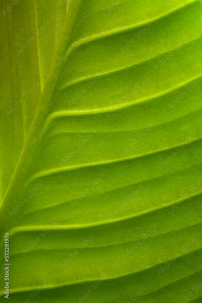 Leaf Pattern Leaf Pattern