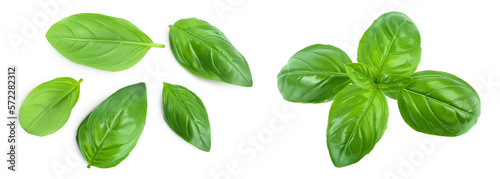 Fresh basil leaf isolated on white background with full depth of field. Top view. Flat lay