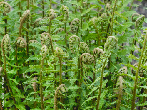 Dryopteris filix-mas or the male fern. Usually used as medicinal raw materials.
