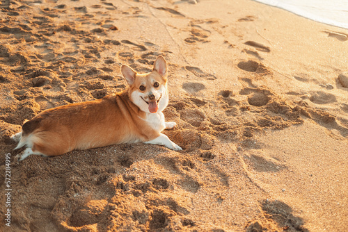 Corgi dog lies on the sand near the sea.  © NS