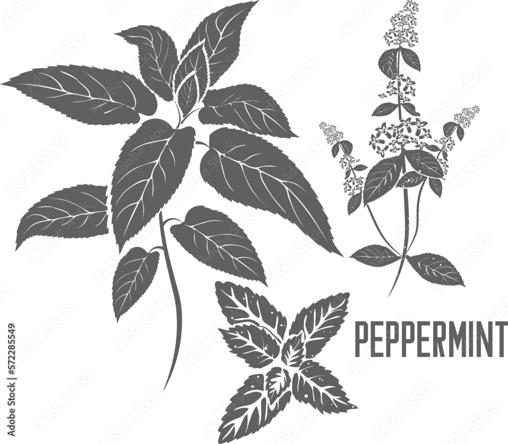 Peppermint leafs vector silhouette. Mentha Arvensis medicinal herbal