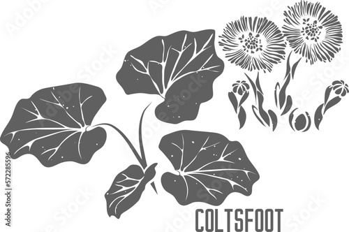 Coltsfoot leafs and flowers vector silhouette. Farfarae folia medicinal herbal outline. Coltsfoot leaves silhouette illustration for pharmaceuticals and cooking. A set of Colt's-foot outlines.