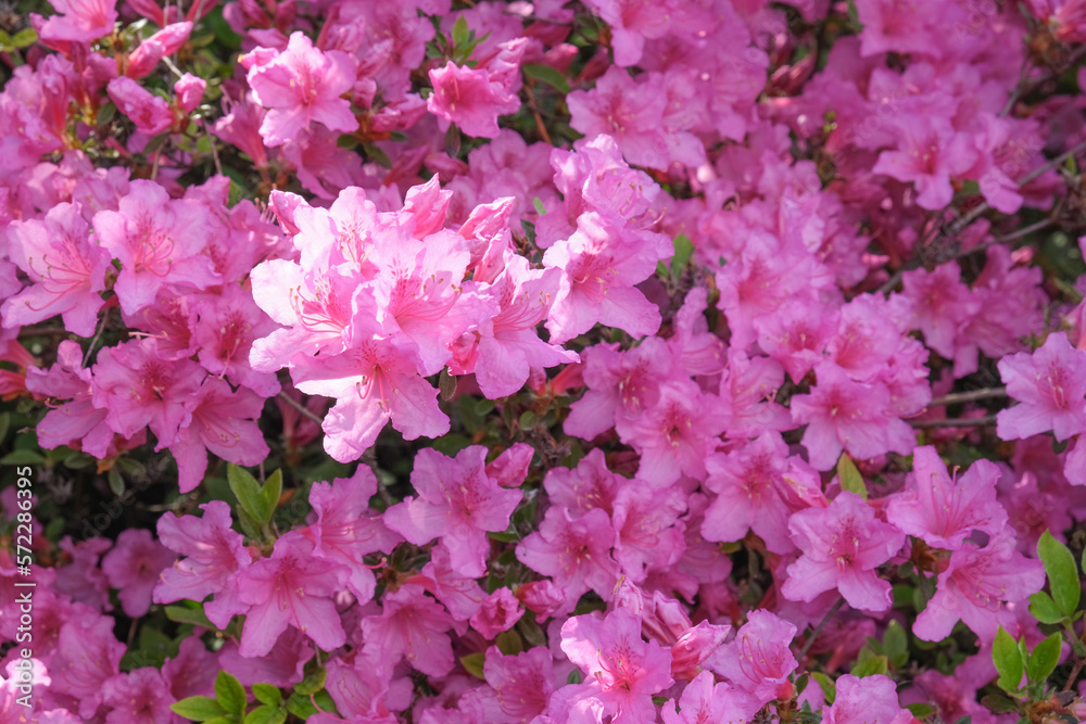 Flowers of the plant Rhododendron on a sunny day. High quality photo Flowers of the plant Rhododendron on a sunny day. High quality photo