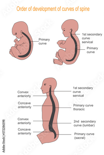 Illustration showing the order of development of curves of spine from fetus to adult.
