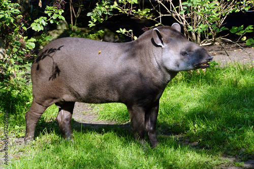tapir in the grass
