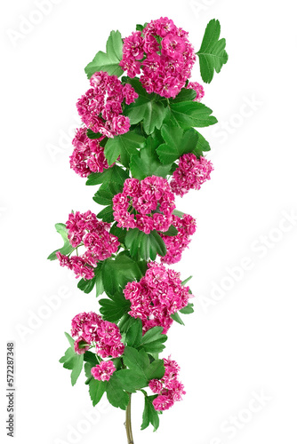 Blooming branch of hawthorn isolated on white background. Crataegus Pauls Scarlet. photo